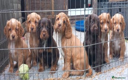 Cocker Spaniel dogs for sale: Beautiful kc reg cocker spaniels - Image 1