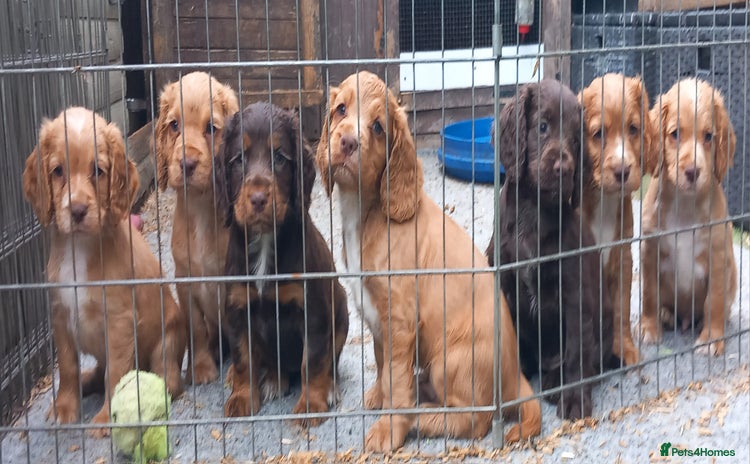 Cocker Spaniel dogs - Advert 10