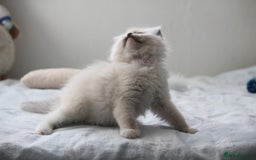 Ragdoll cats for sale: Active TICA princesses 👑❤️🩷💜 - Image 29