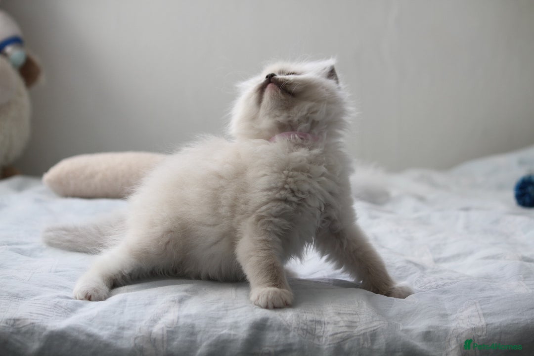 Ragdoll cats for sale: Active TICA princesses 👑❤️🩷💜 - Image 29