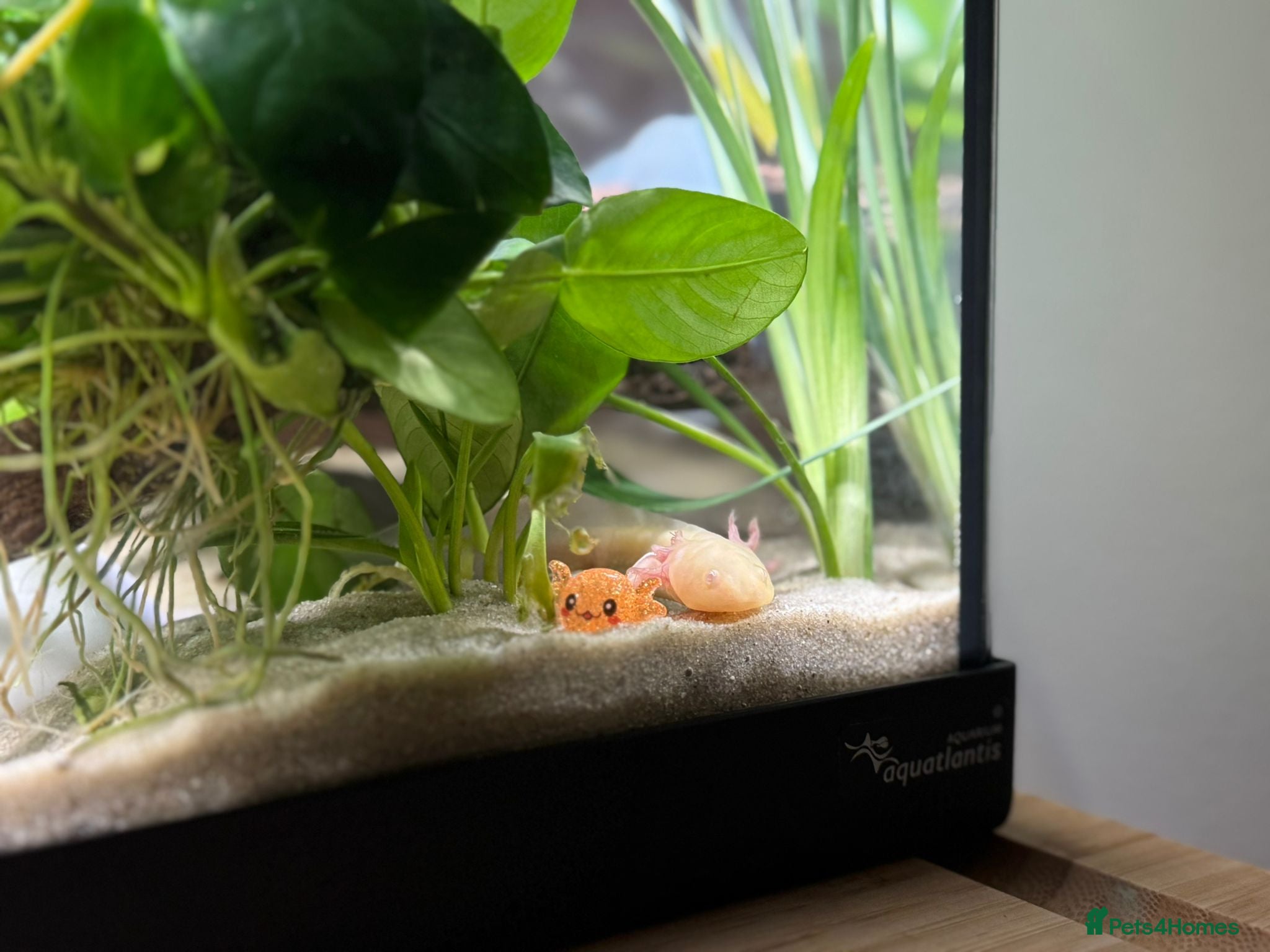 Axolotl reptiles Juvenile albino axolotl - Advert 2