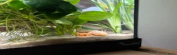Axolotl reptiles for sale: Juvenile albino axolotl - Advert 2