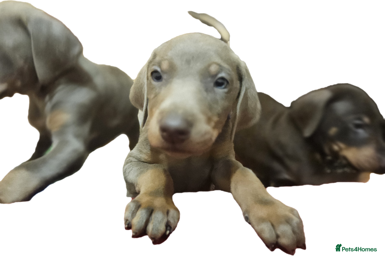 Dobermann dogs International Champ Bloodline Pups Ready 25thDEC - Advert 2