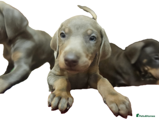 Dobermann dogs International Champ Bloodline Pups Ready 25thDEC - Advert 1