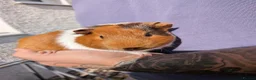 Guinea Pig rodents for sale: ❤️2 beautiful guinea pigs for sale with indoorcage - Advert 3