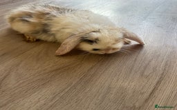 English Lop rabbits for sale: Beautiful rabbits for sale 07840003253  - Image 11
