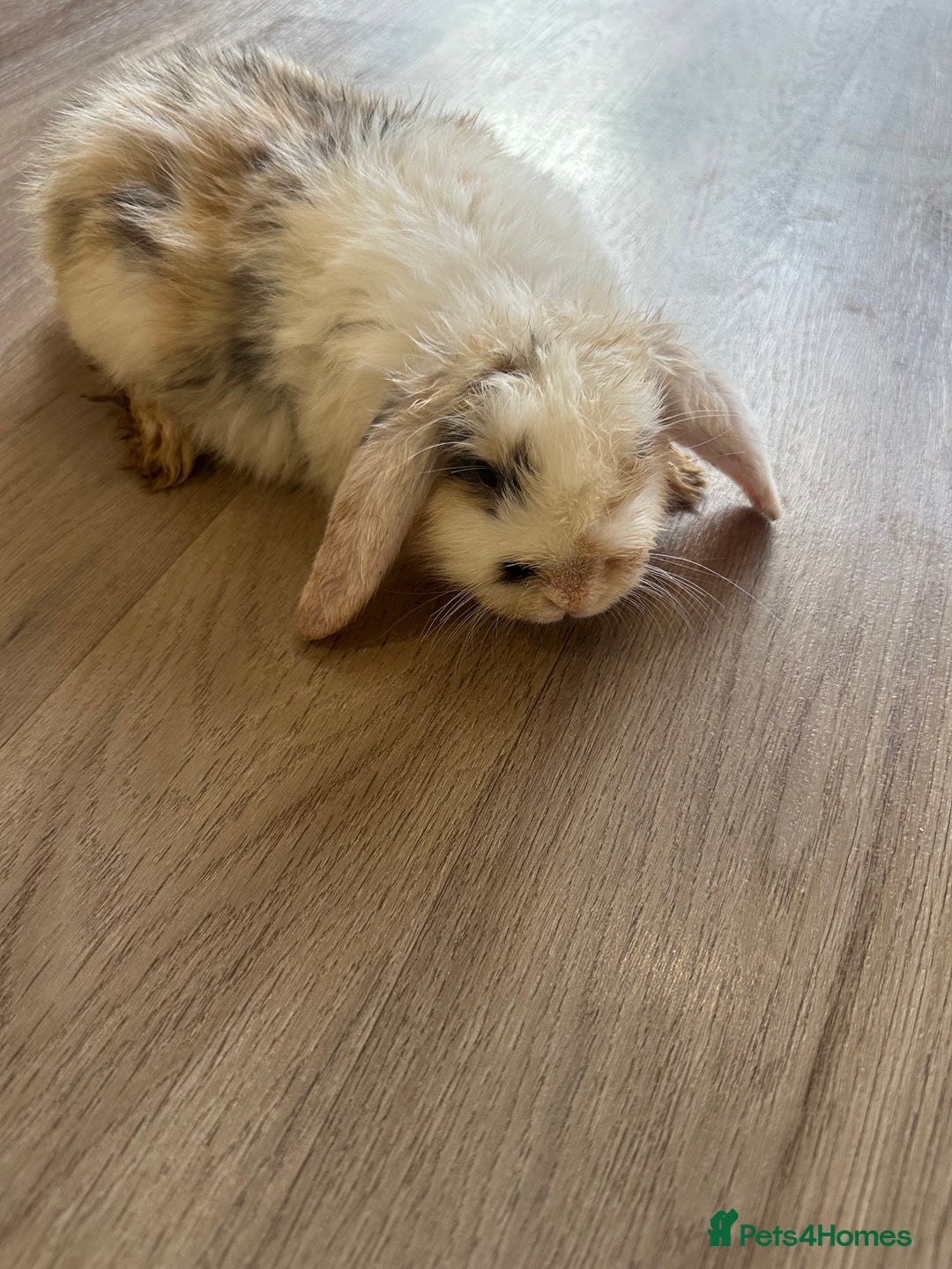 English Lop rabbits for sale: Beautiful rabbits for sale 07840003253  - Image 11