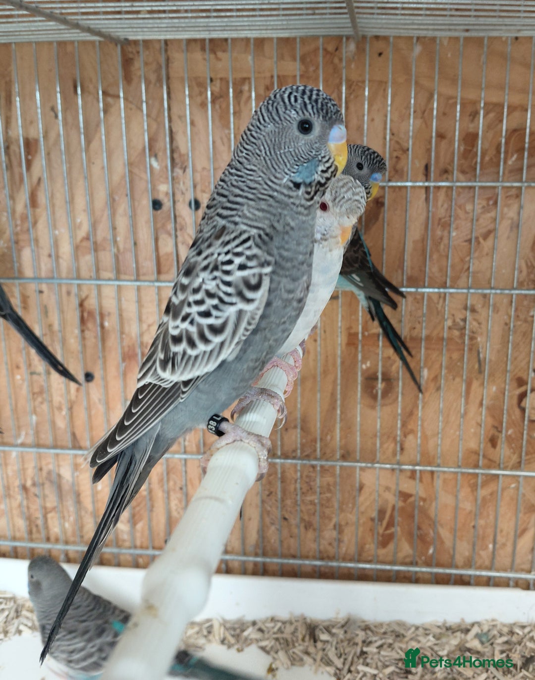 Budgerigars birds for sale: Blackface Budgies - Advert 5