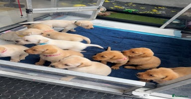 Labrador Retriever dogs - Advert 6