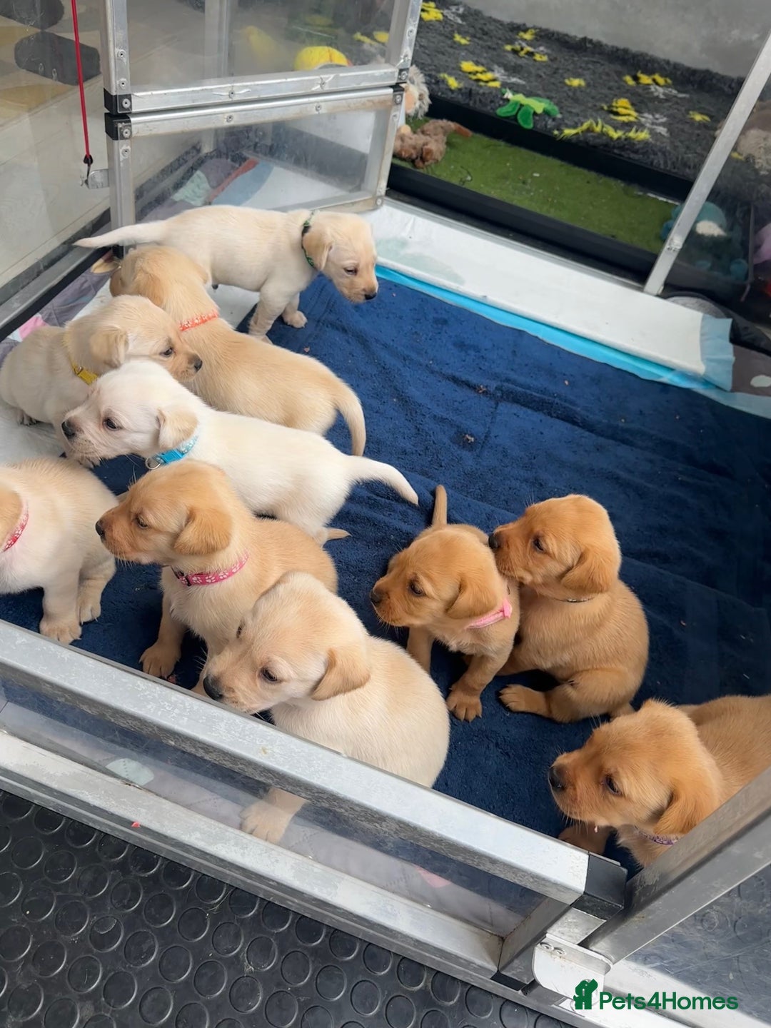 Labrador Retriever dogs for sale: Stunning Working bred yellow Labs Raised in home - Image 3