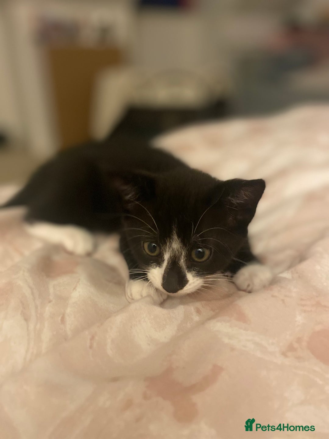 Mixed Breed cats for sale: 4 beautiful kittens for sale , 3 boys 1 girl  - Image 20