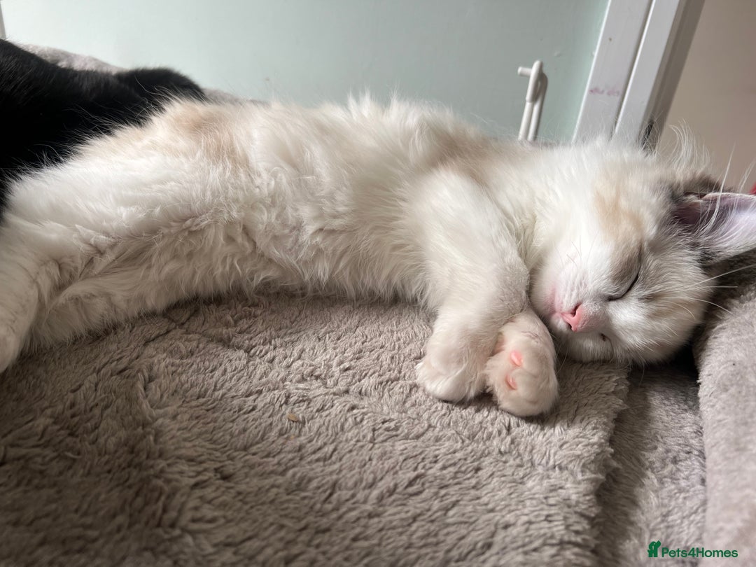 Ragdoll cats for sale: Ragdoll 7 month old Lynx Bicolour - Image 4