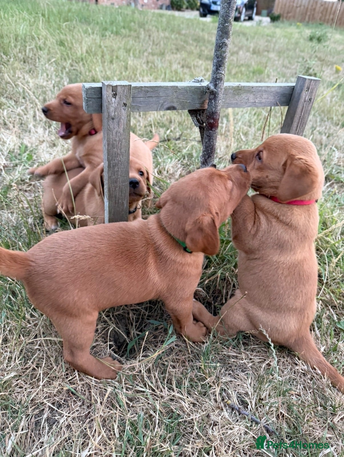 Labrador Retriever dogs  Last Fox Red Pup Available (Male, Orange collar ) - Advert 2