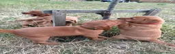 Labrador Retriever dogs for sale: FOX RED PUPPY’S - Advert 11