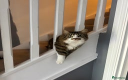 British Longhair cats for sale: Cat to a good home - Image 1