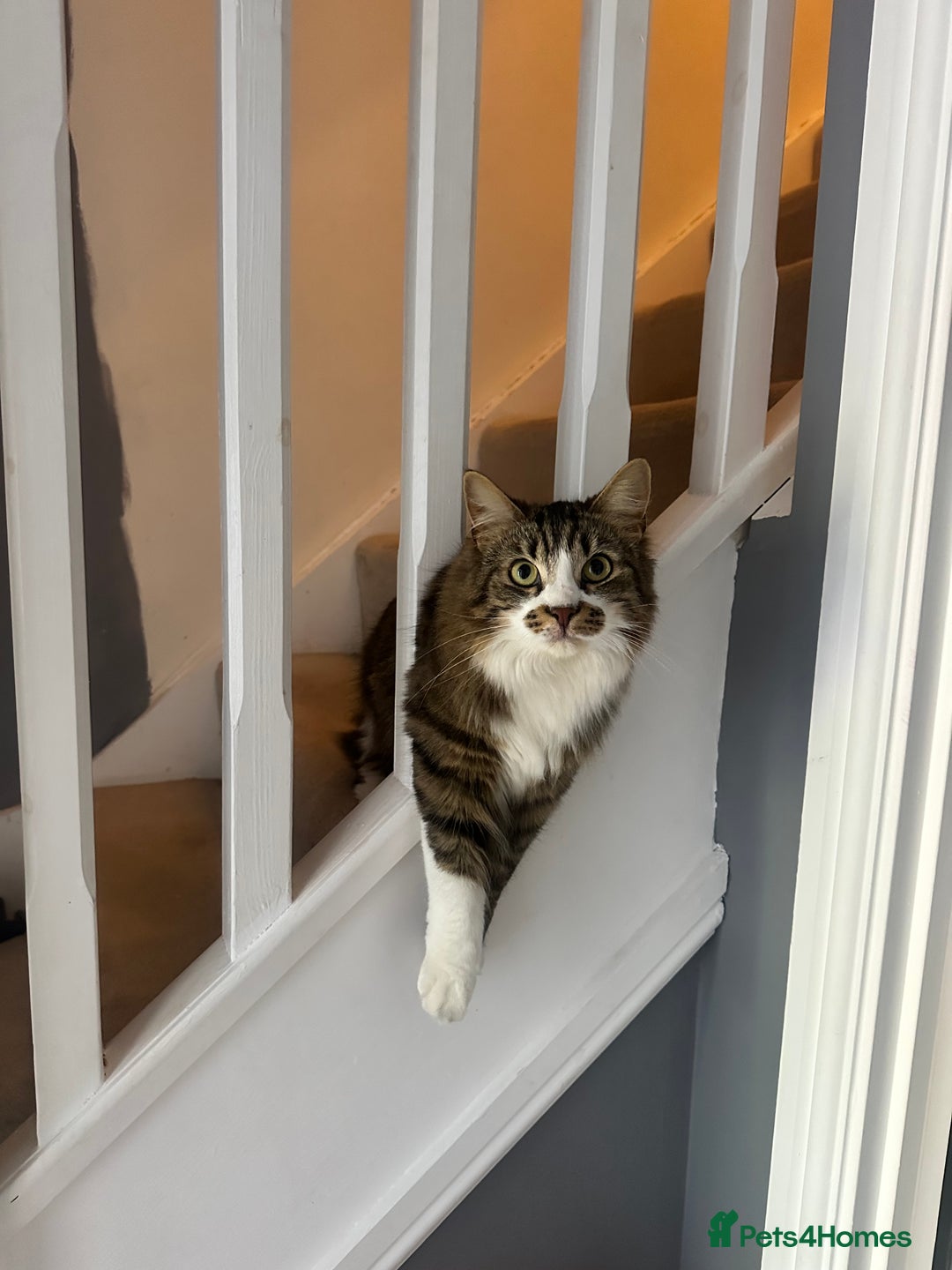 British Longhair cats for sale: Cat to a good home - Image 1