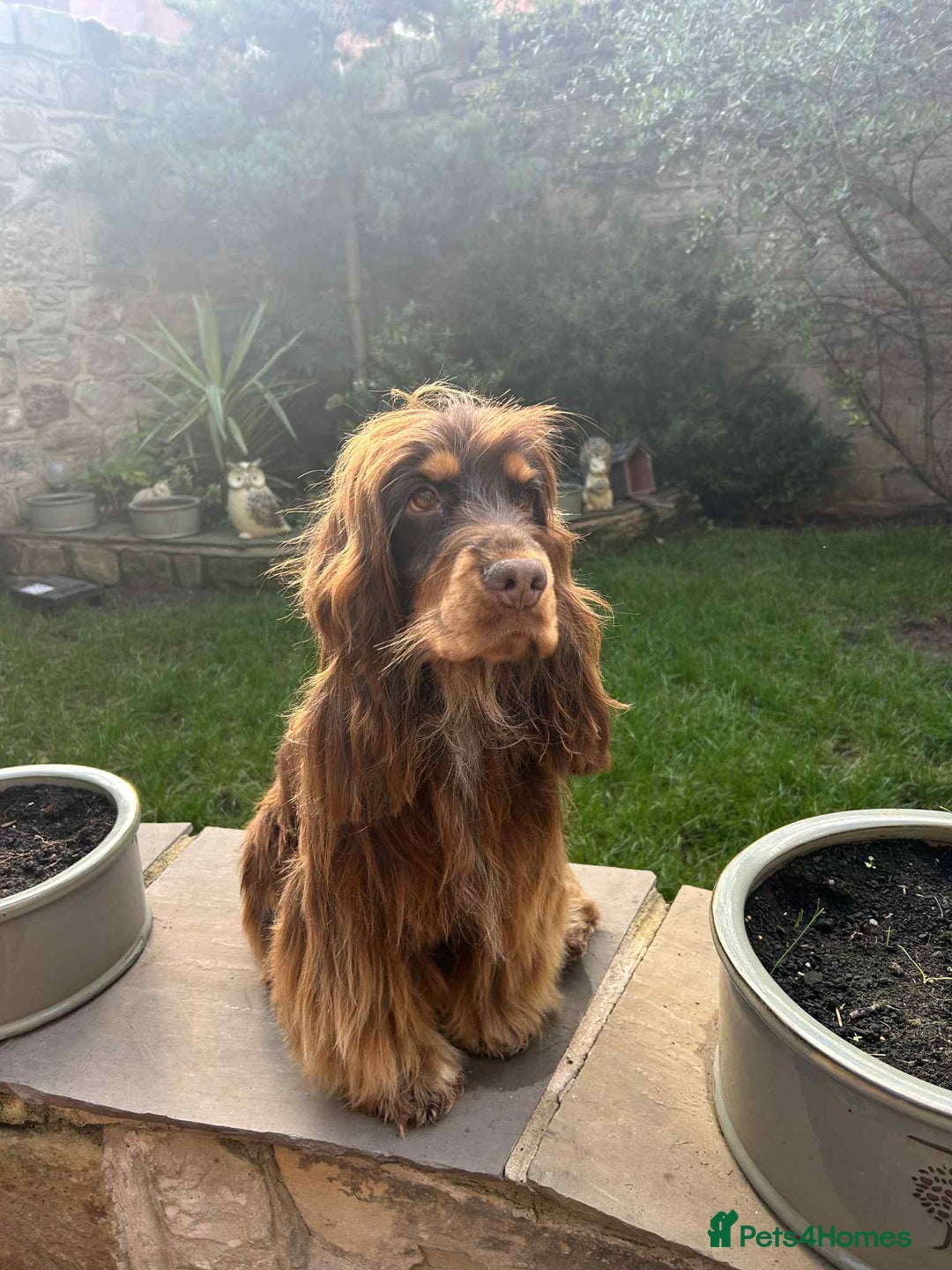 Cocker Spaniel dogs for sale: 3 Beautiful Tan Pointed Show Cockers Kc - Image 3