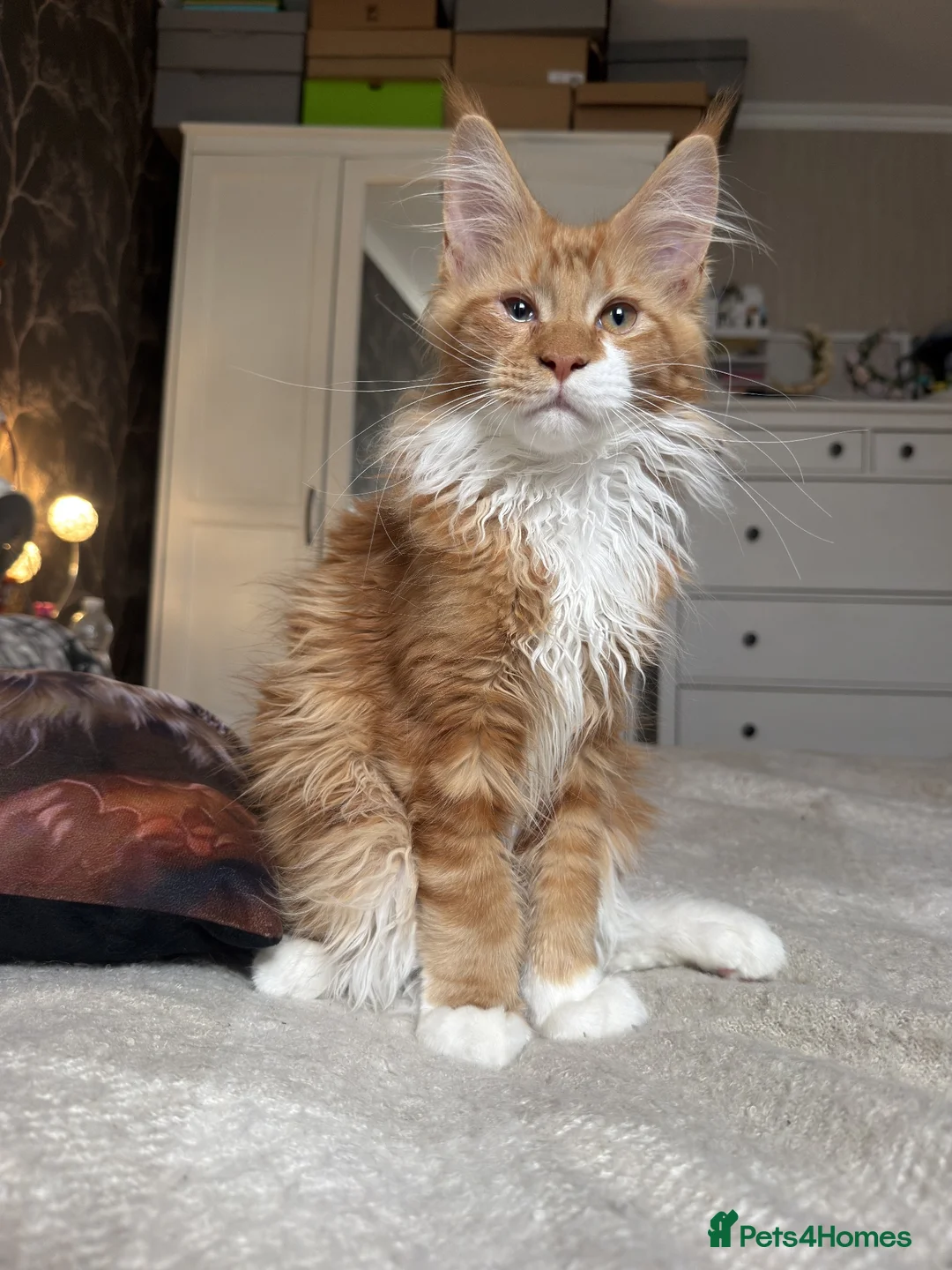 Maine Coon cats for sale: BEAUTIFUL BOY MAINE COON AVAILABLE  - Advert 17