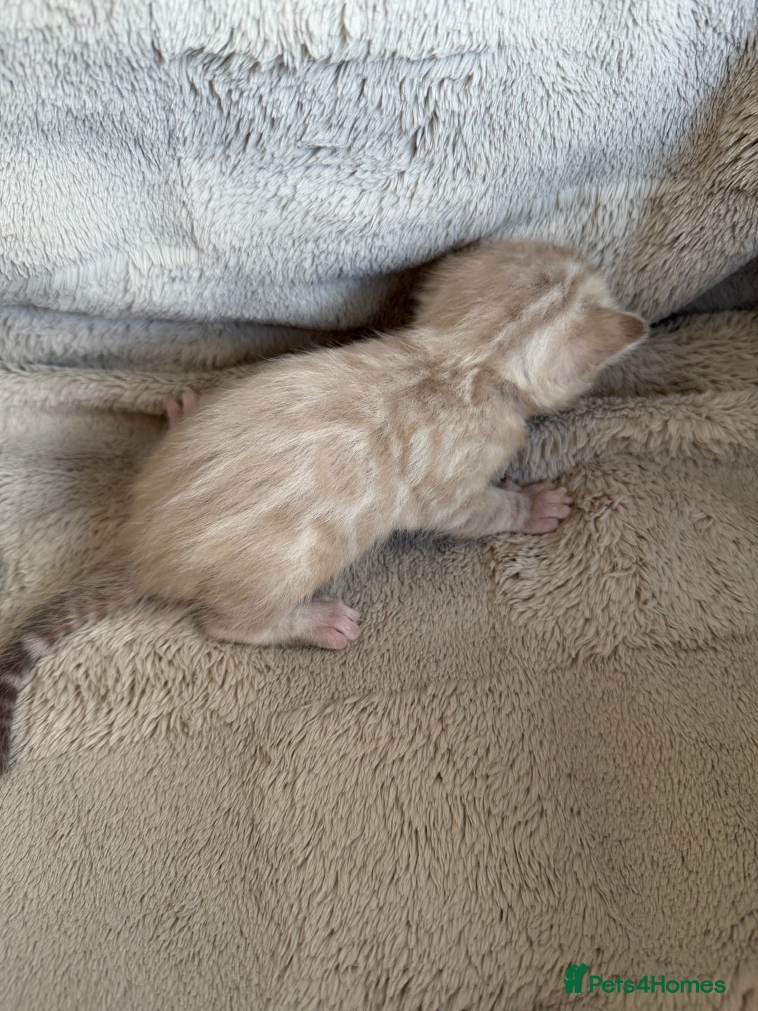 Bengal cats for sale: Milo & Mayas Pure Bengal Babies  - Advert 4