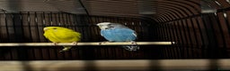 Budgerigars birds for sale: Four bonded budgies in Heriot - Advert 3