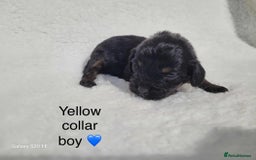 Cavapoo dogs for sale: Stunning litter of cavapoos - Image 8