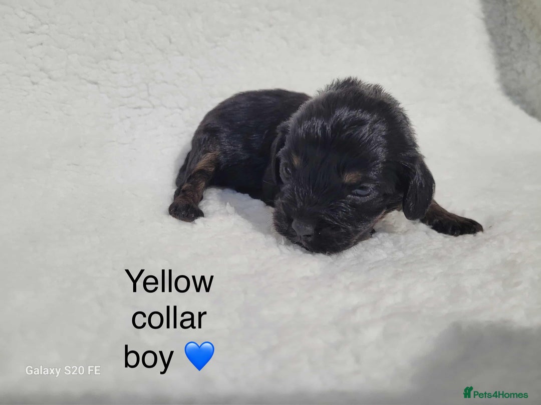 Cavapoo dogs for sale: Stunning litter of cavapoos - Image 8