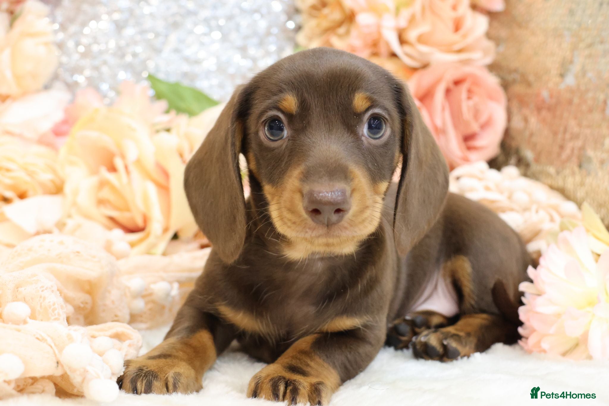 Miniature Dachshund dogs KC Miniature Dachshund Puppies - Advert 1