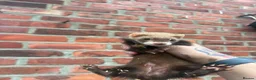 Ferret rodents for sale: Mixture of Jill and hobs in Sunderland - Advert 15