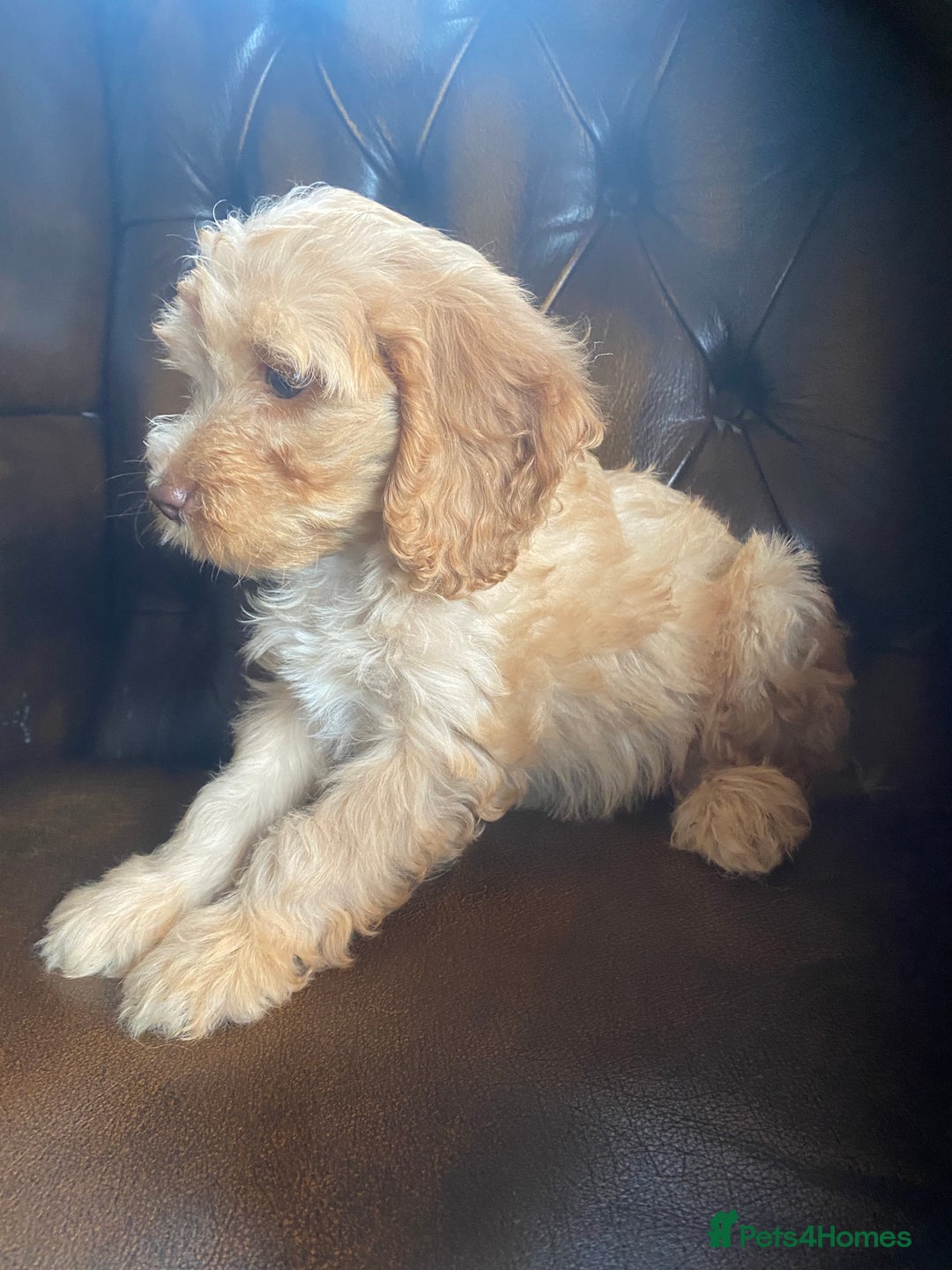 Cockapoo dogs for sale: Cockapoos  - Image 15