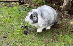 Mini Lop rabbits for sale: Mini lop for new home hutch and equipment included - Image 3