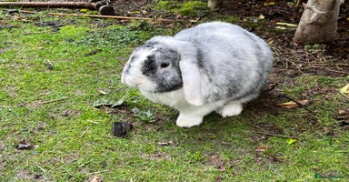 Mini Lop rabbits - Advert 1