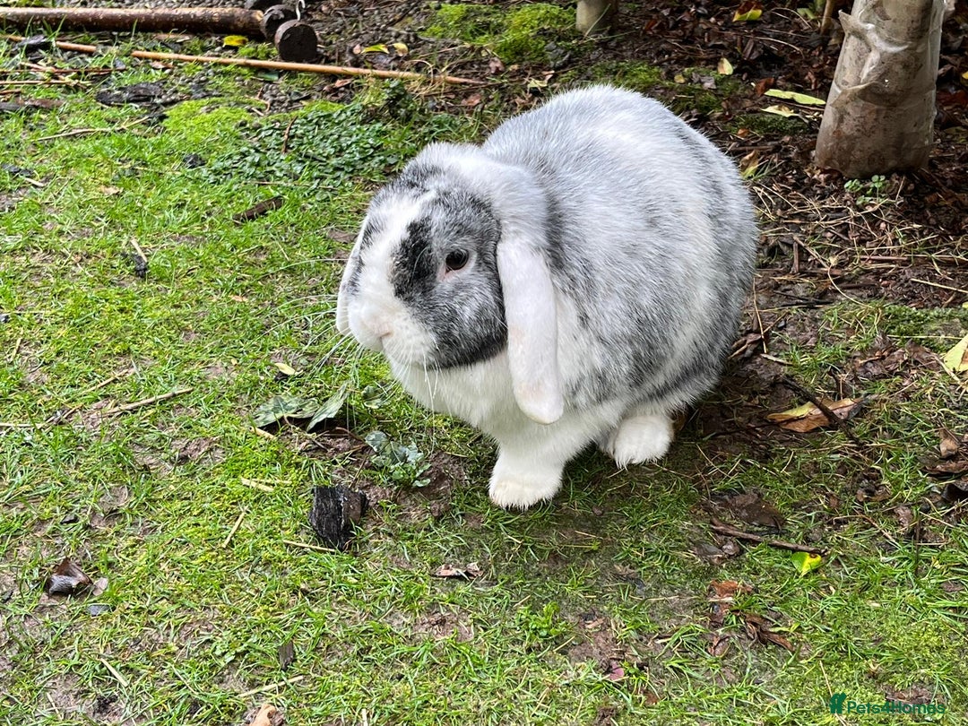 Mini Lop rabbits for sale: Mini lop for new home hutch and equipment included - Image 3