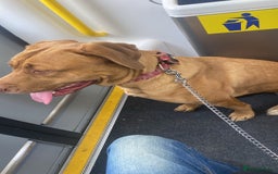 Mixed Breed dogs for sale: Mixed breed  - Image 11