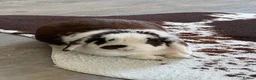 Mini Lop rabbits for sale: 3 year old mini lop  - Advert 3