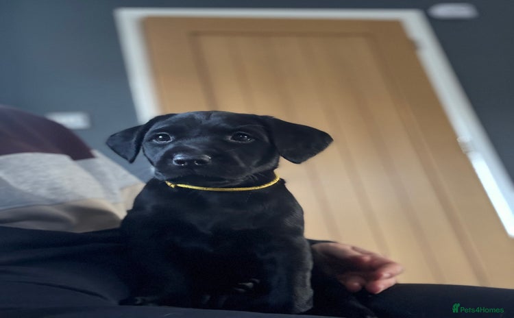 Labrador Retriever dogs - Advert 4