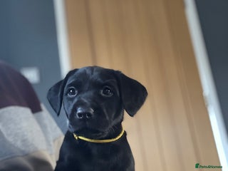 Labrador Retriever dogs - Advert 14