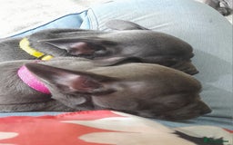 Mixed Breed dogs for sale: French Bulldog and Chihuahua Cross - Image 12