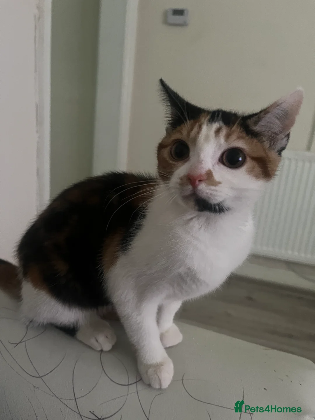 Domestic Shorthair cats for sale: Mila  - Advert 1