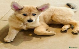 Pomsky dogs for sale: ✨ Adorable Blue-Eyed Pomsky Pups, 11 Weeks Old - Image 2