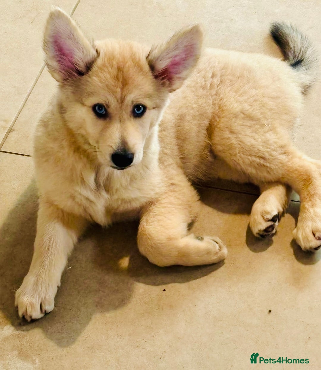 Pomsky dogs for sale: ✨ Adorable Blue-Eyed Pomsky Pups, 11 Weeks Old - Image 2