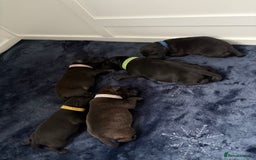 Staffordshire Bull Terrier dogs for sale: Floyd & Sky - Advert 12