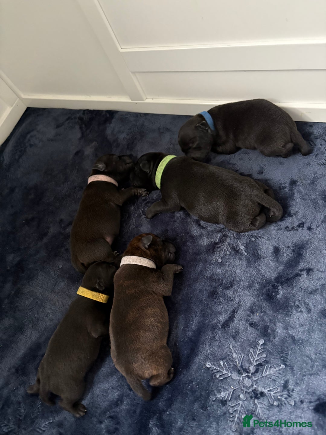 Staffordshire Bull Terrier dogs for sale: Floyd & Sky - Advert 12