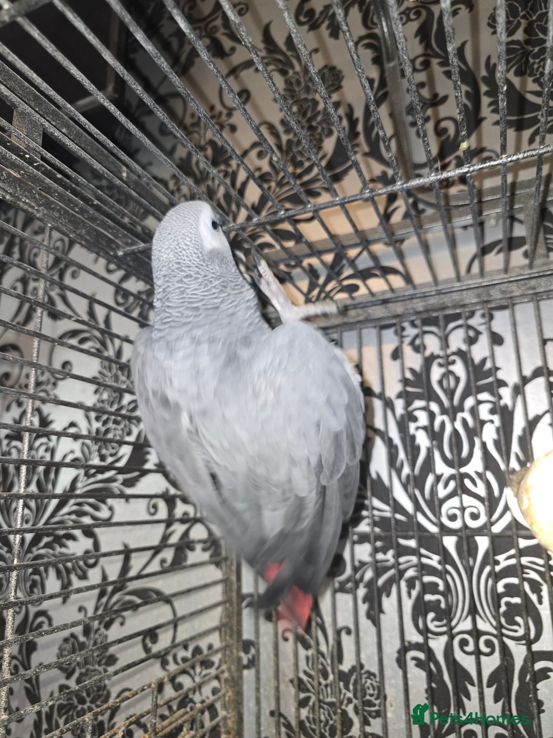 Parrots birds for sale: Kiddus - Image 1