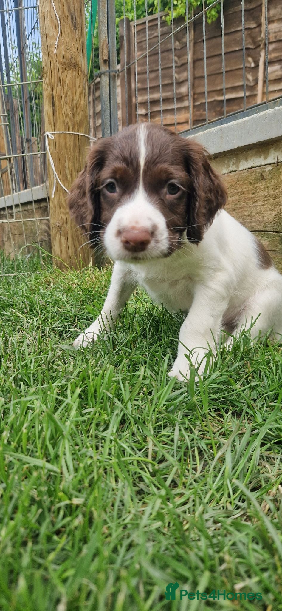 English Springer Spaniel dogs Working springer spaniels - Advert 2
