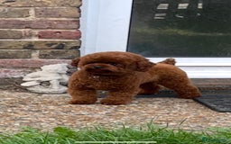 Toy Poodle dogs for sale: Tiny Asian Toy Poodle girl  - Image 4