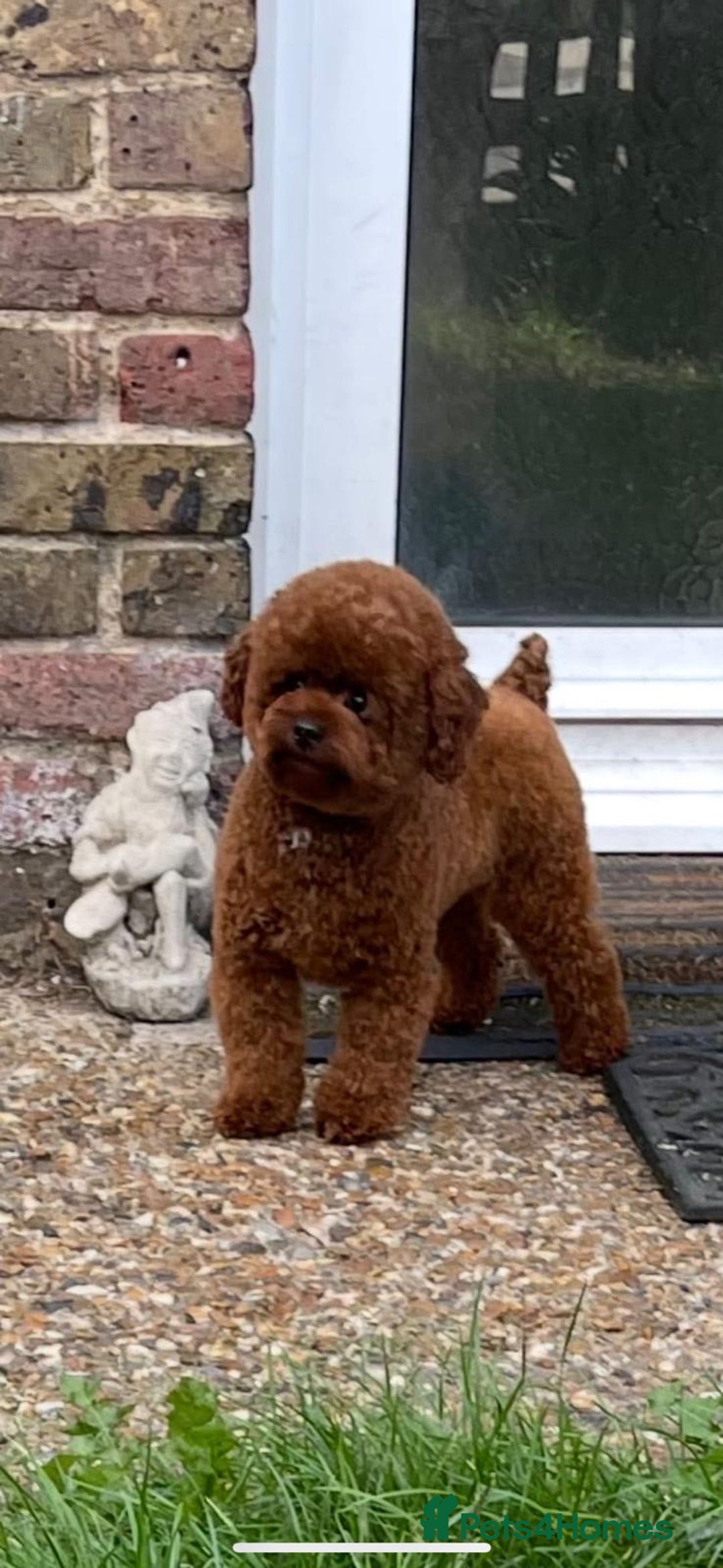 Toy Poodle dogs for sale: Tiny Asian Toy Poodle girl  - Image 4