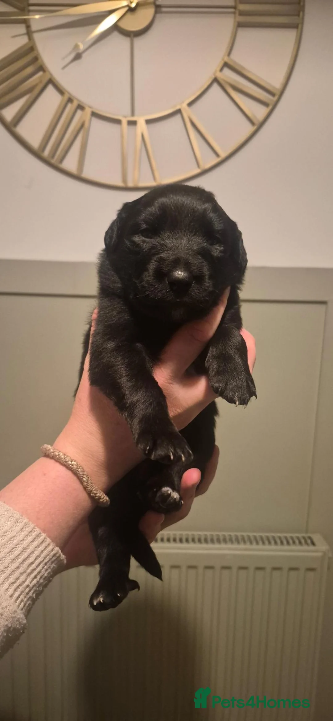 Borador dogs for sale: 7 Beautiful Labrador x Collie Puppies  in Preston - Advert 2
