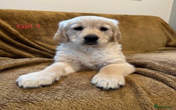 Golden Retriever dogs for sale: KC Registered Golden Retriver Puppies - Image 18