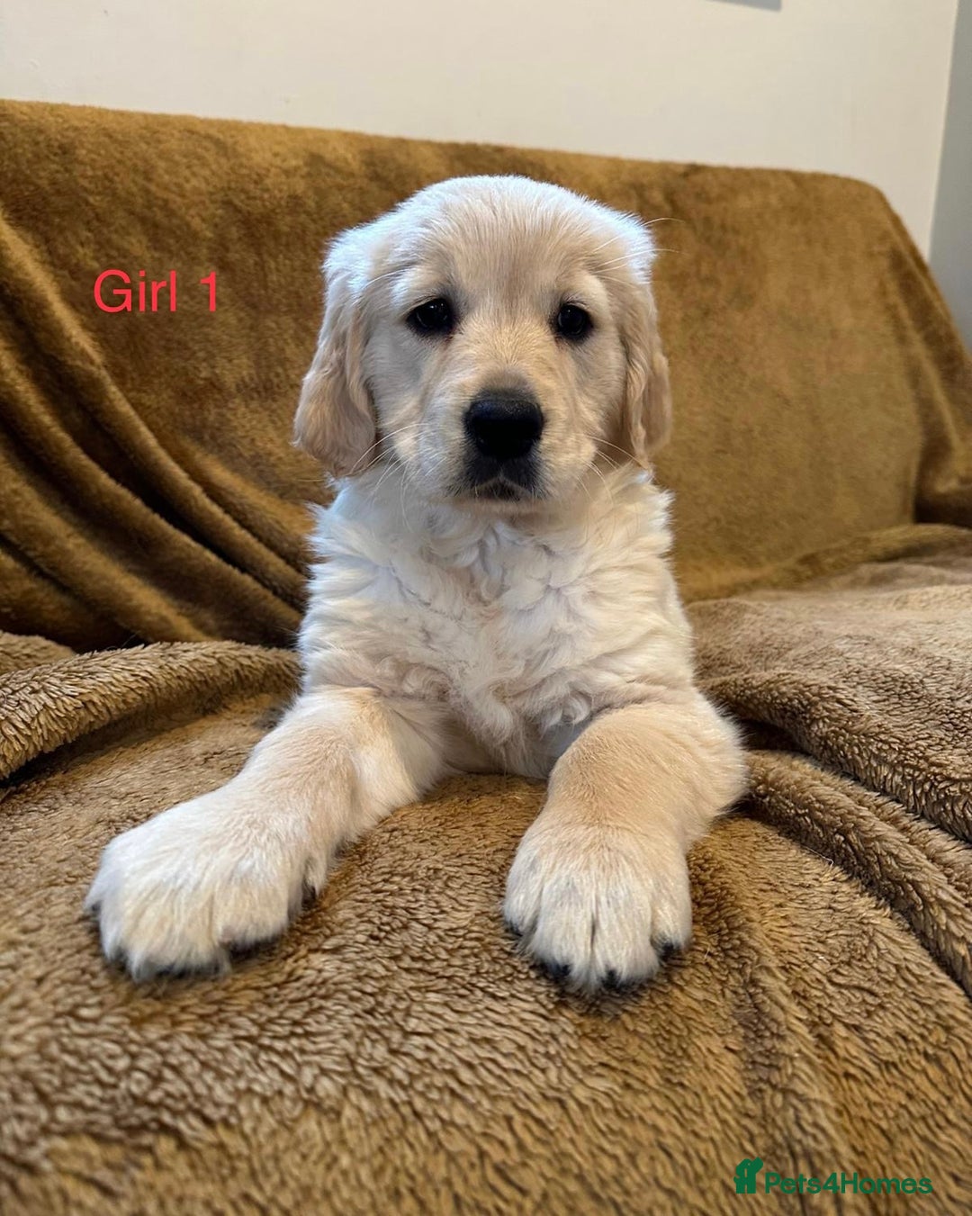 Golden Retriever dogs for sale: KC Registered Golden Retriver Puppies - Image 18