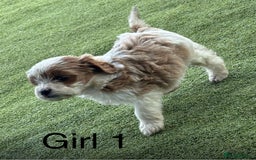 Cavapoo dogs for sale: 3 beautiful cava poo pups - Image 3